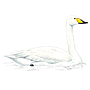 Whooper swan (illustration)